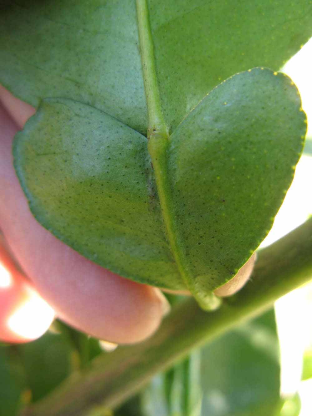              Petiole (Winter Haven, FL)       